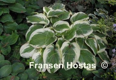 Hosta Diana Remembered