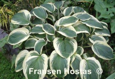 Hosta Diana Remembered
