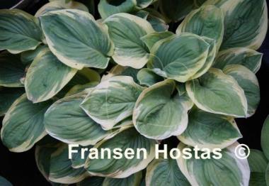 Hosta Diana Remembered