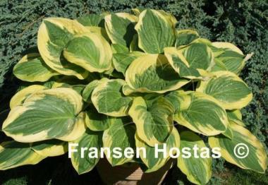 Hosta Diana Remembered