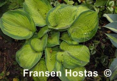 Hosta Dick Ward