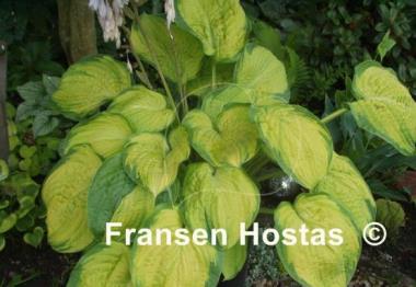 Hosta Dick Ward