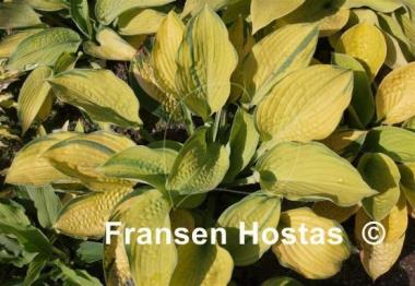 Hosta Dick Ward