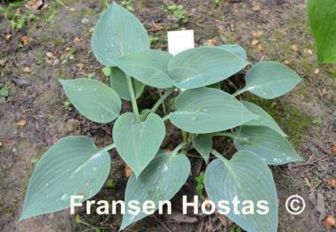 Hosta Dimple