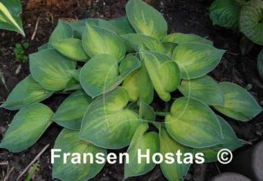 Hosta Dinky Donna