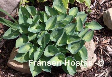 Hosta Dinky Donna