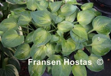 Hosta Dinky Donna