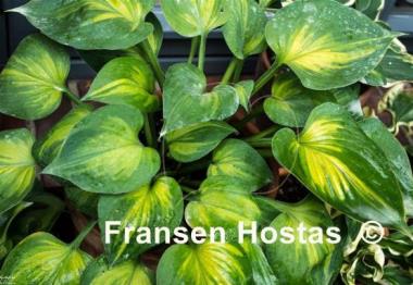 Hosta Dinky Donna