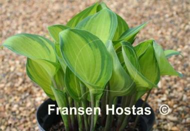 Hosta Dinner Mint