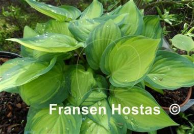 Hosta Dinner Mint