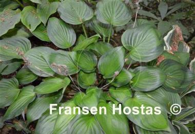 Hosta Dinner Mint