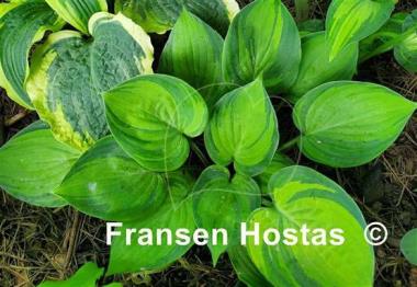 Hosta Dinner Mint