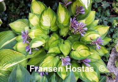 Hosta Dinner Mint