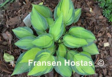 Hosta Dinner Mint