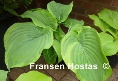 Hosta Dino