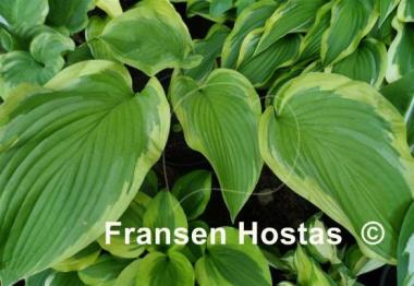 Hosta Dino