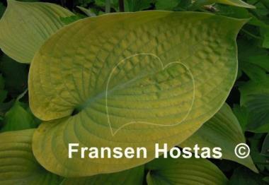 Hosta Diva