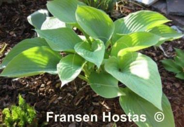 Hosta Diva