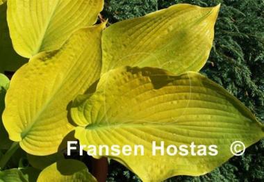 Hosta Diva