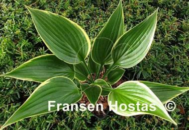 Hosta Dixie's Memory