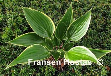 Hosta Dixie's Memory