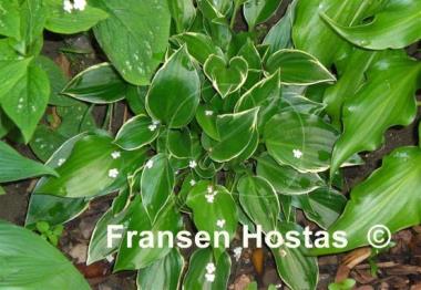 Hosta Dixie Chick
