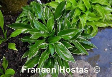 Hosta Dixie Chick