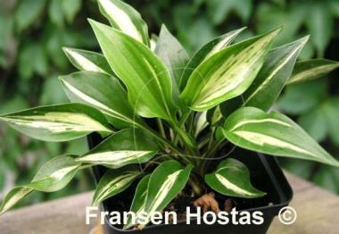 Hosta Dixie Chickadee