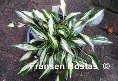 Hosta Dixie Chickadee