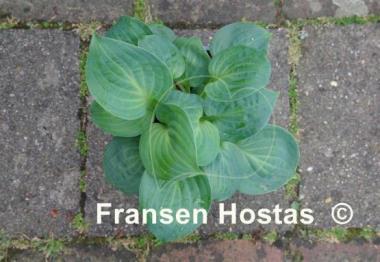Hosta Dixie Cups