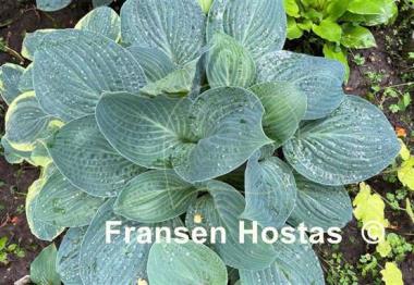 Hosta Dixie Cups