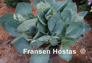Hosta Dixie Cups