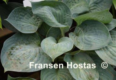 Hosta Dixie Cups