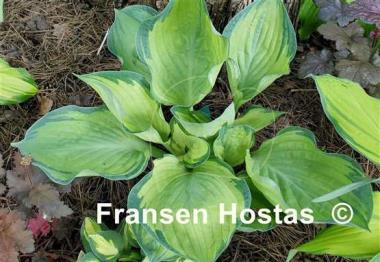 Hosta Dixie Ghost Edge