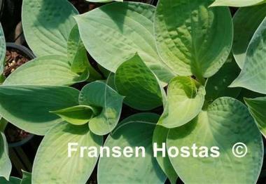 Hosta Dixie Ghost