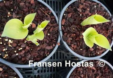 Hosta Dixie Ghost