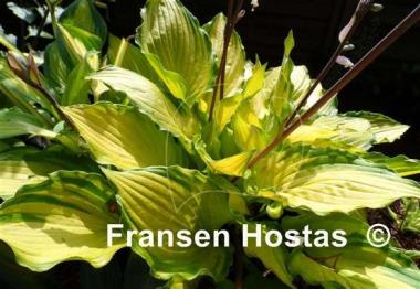 Hosta Django