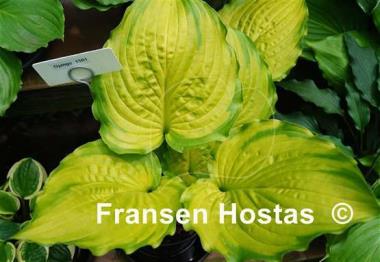 Hosta Django