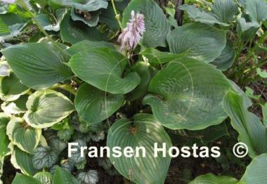 Hosta Domaine de Courson