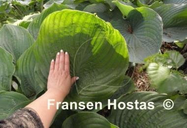 Hosta Domaine de Courson