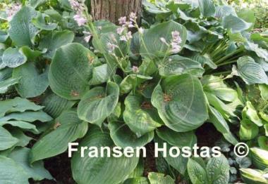 Hosta Domaine de Courson