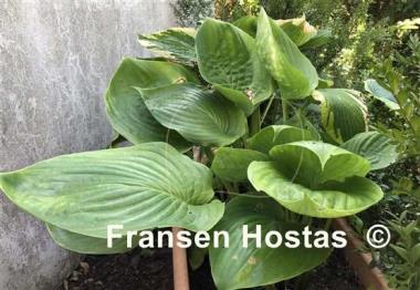 Hosta Domaine de Courson