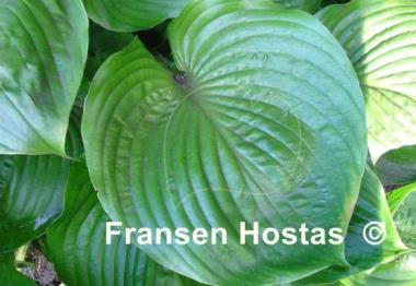 Hosta Domaine de Courson