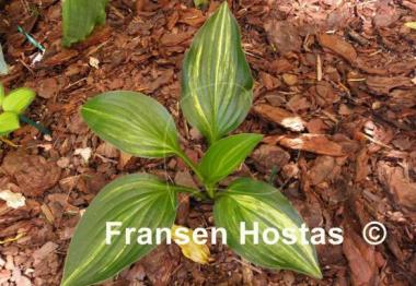 Hosta Don Quixote