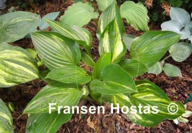 Hosta Don Quixote