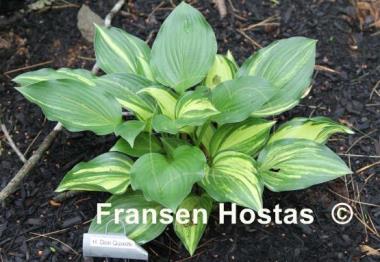 Hosta Don Quixote
