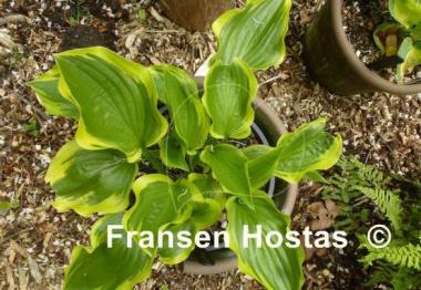 Hosta Don Stevens - Fransen Hostas