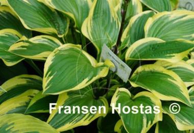 Hosta Don Stevens