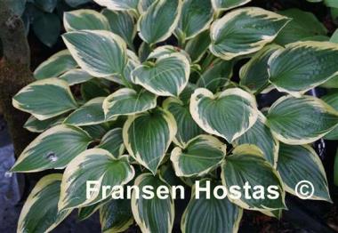 Hosta Don Stevens