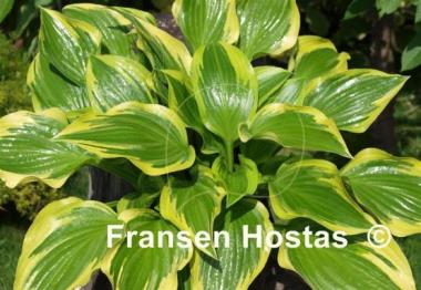 Hosta Don Stevens